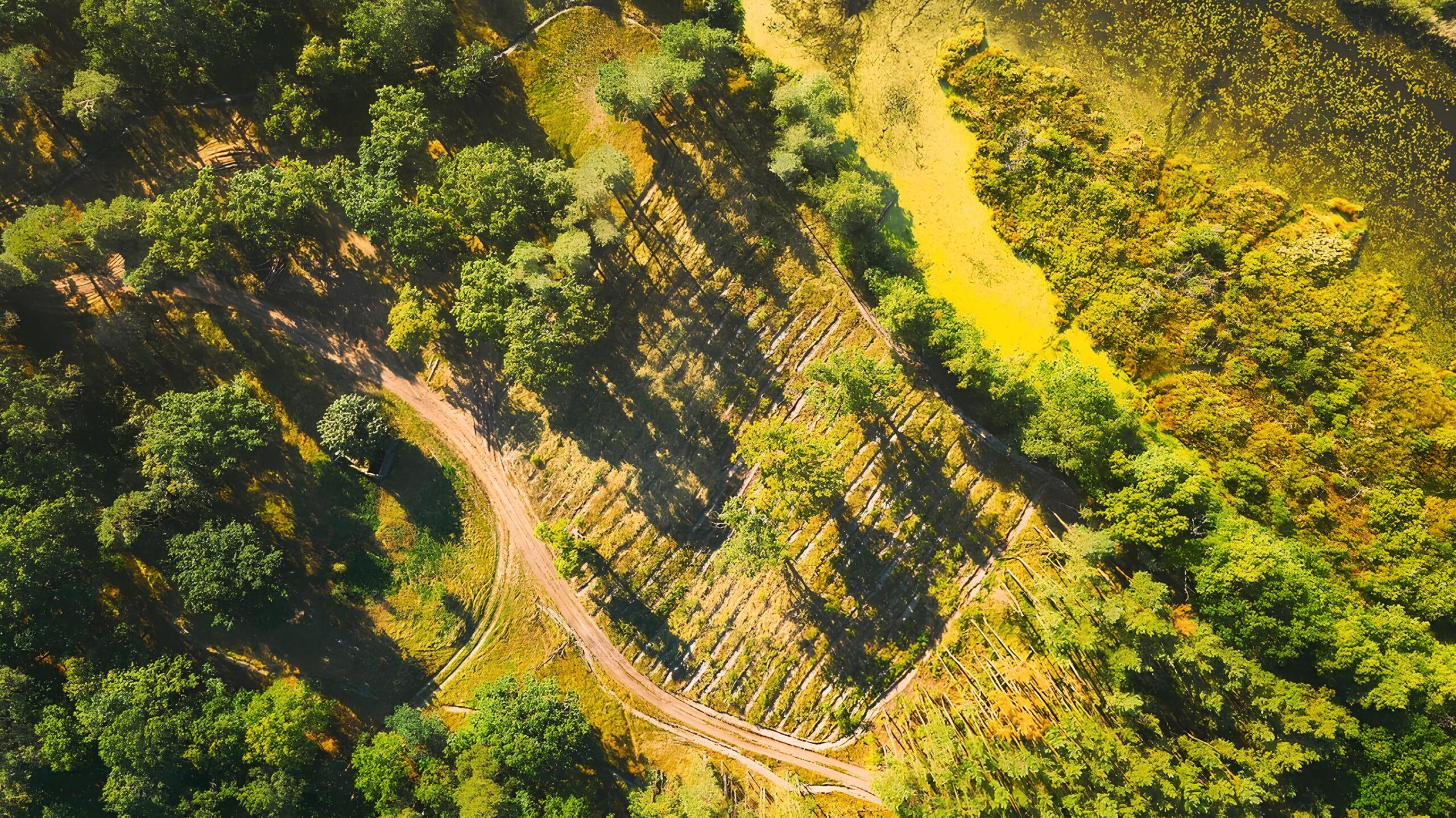 Ecosistema